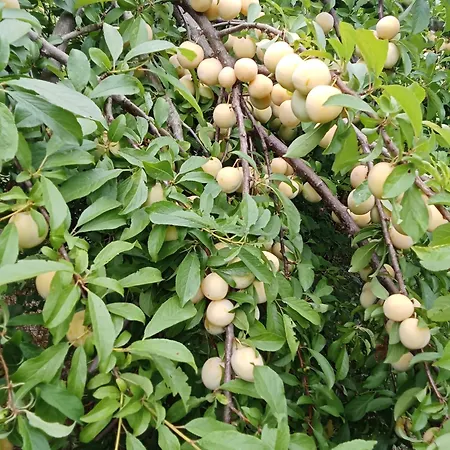 Çiftlik konaklama La Colombarola *