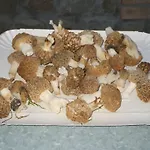 La Colombarola