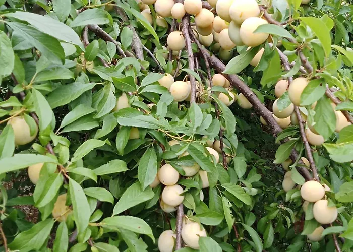 Farmház La Colombarola *