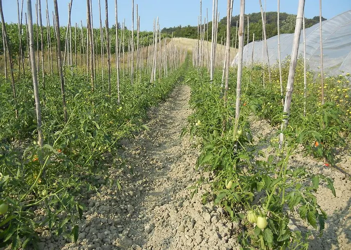 Farmház La Colombarola *